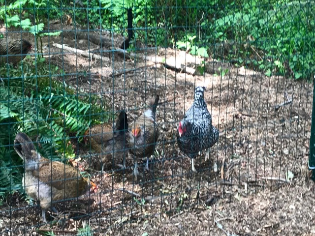 hens compost